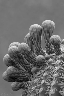 Saguaro Blossom Buds