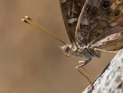 Empress Leilia Butterfly Close-up