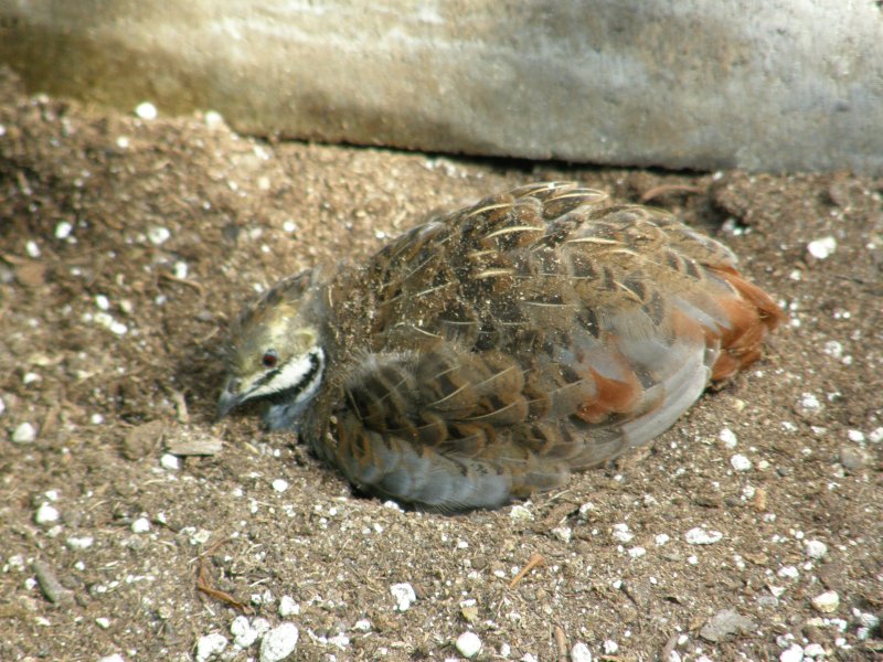Caille de Chine - chinese Painted Quail