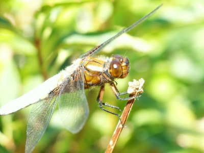 Libellula depressa