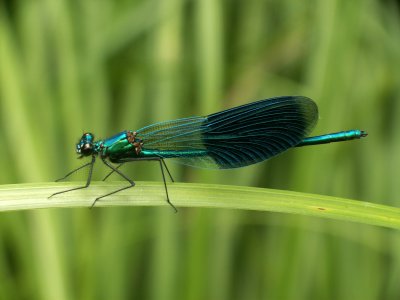 Caloptryx splendens