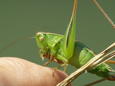 pour cette petite sauterelle - of insect's life