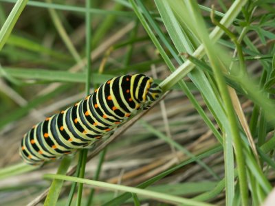 Chenille de machaon