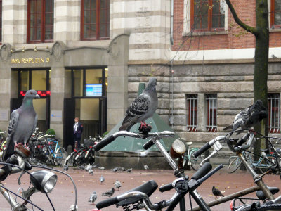 Pigeons sportifs