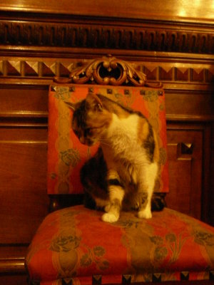Muse du chat : celui-ci, en chair et en os trne sur son fauteuil particulier 