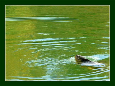 Une carpe à l'étang de pêche