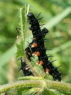 Chenilles de Paon du jour