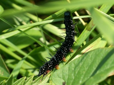 Chenille de Paon du jour