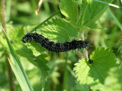 Chenille de Paon du jour
