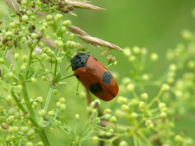 Cryptocephale