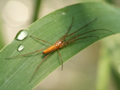 Araignee Tetragnatha extensa