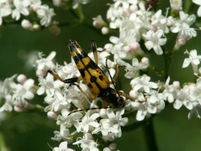 Leptura quadrifasciata