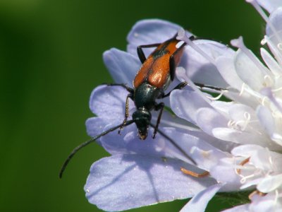 Lepture porte-queue (Stictoleptura cordigera) longueur 14 à 20mm