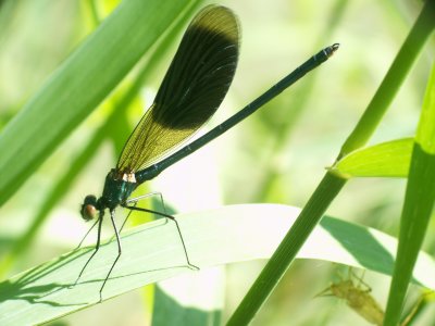Caloptryx splendens