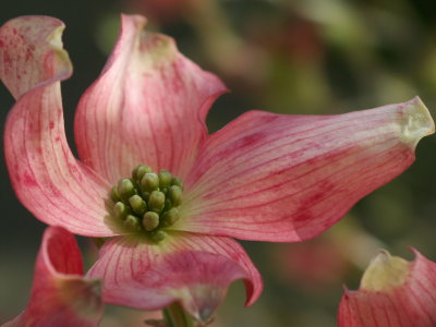 Fleur de cornus