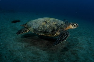 6 de Noviembre (Makena, HI)