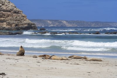 Seal Bay