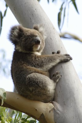 Koala