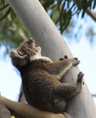 Kangaroo Island, South Australia