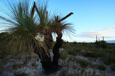 Grasstrees at sunset