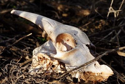Goat skull