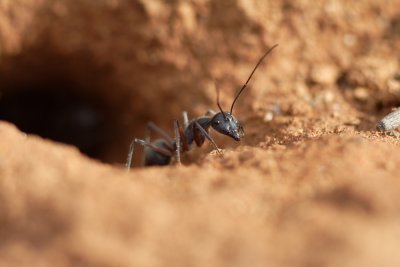Ant