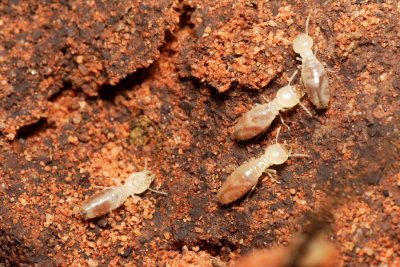 Termites