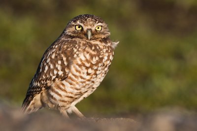 Burrowing Owl #21