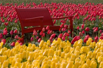 Tulip field invitation