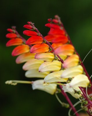 Wakehurst Place, Sussex