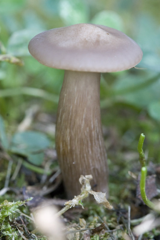 Mushroom