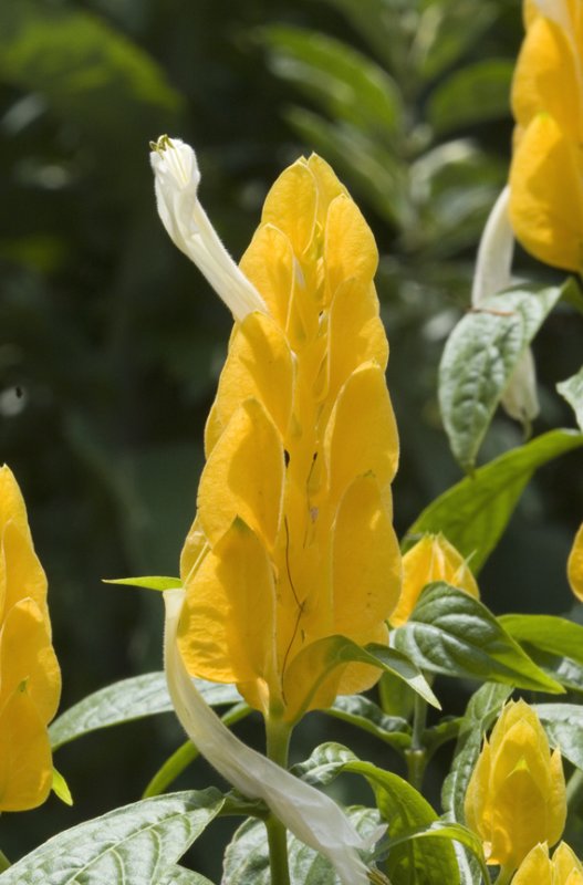 Popcorn Flower