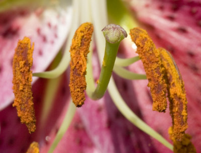 Stamen and Anthers, Detail
