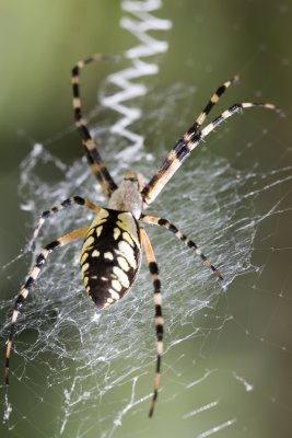 Garden Spider