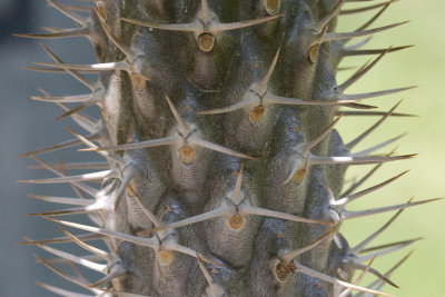 Madagascar Palm Detail