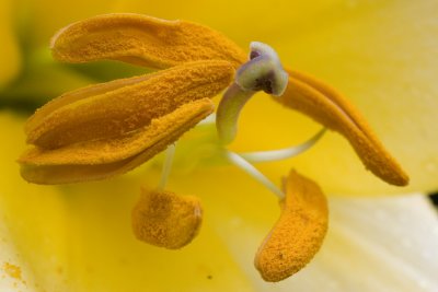 Anthers and Stamen