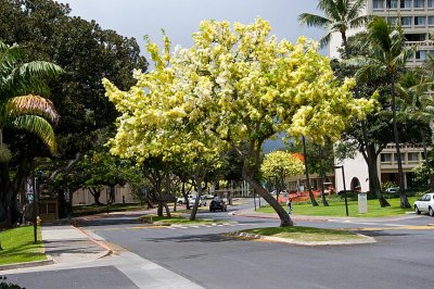 A Blooming Tree