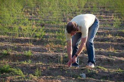 Asparagus  Picker