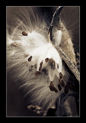 Milkweed