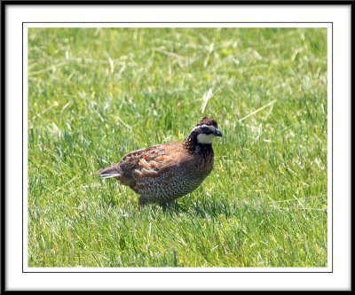 Northern Bobwhite