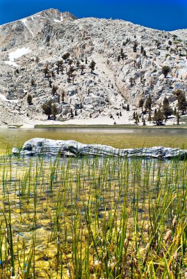 Damselflies Breeding