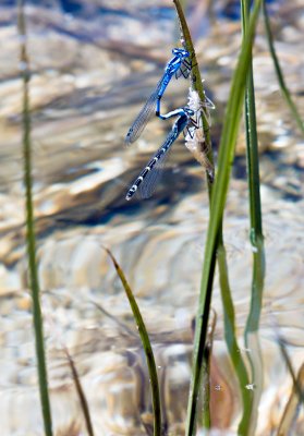 Blue Ringtailed Damselflies Breeding