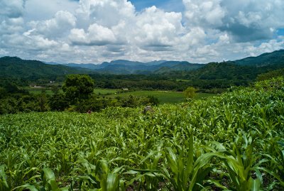 Corn Fields, Bonete, Honduras