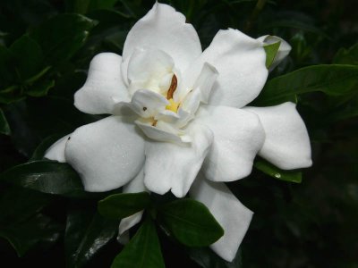 Gardenia