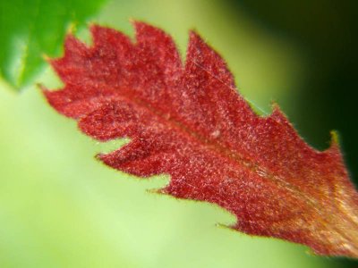 Red Oak Leaf?