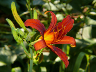 Backlit Lily