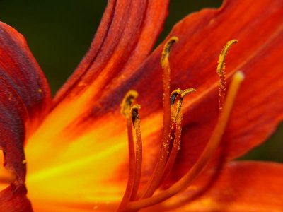 Backlit Day Lily