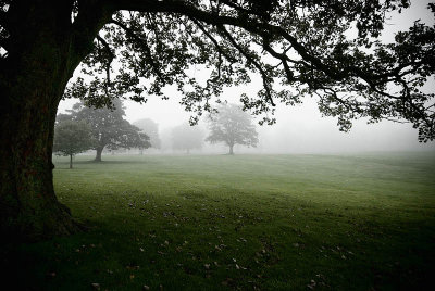 Camperdown Mist.