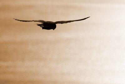 Flight.