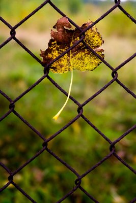 On The Fence.